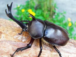 国産カブトムシ10匹