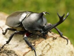 国産カブトムシ成虫オスメスペア