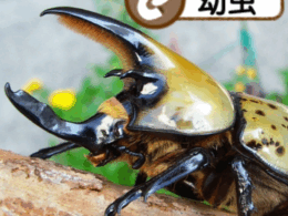 ティティウスシロカブト幼虫(ノースカロライナ産)累代CB