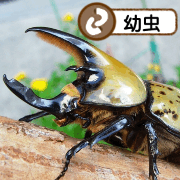 ティティウスシロカブト幼虫(ノースカロライナ産)累代CB