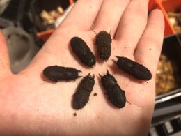 徳之島天城町産 CBF2 ヤマトサビクワガタ 1ペア フリーサイズちっぴー