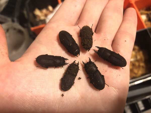 徳之島天城町産 CBF2 ヤマトサビクワガタ 1ペア フリーサイズちっぴー