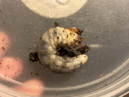 アルファック産 CB パプアキンイロクワガタ 幼虫×10+2　（色ランダム）ちっぴー