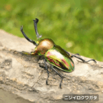 testオークション